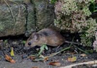 7 viltīgi veidi, kā peles iekļūst jūsu mājā, un kā tās apturēt 7 viltīgi veidi, kā peles iekļūst jūsu mājā, un kā tās apturēt