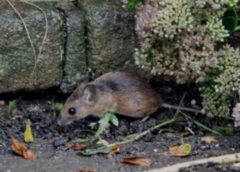 7 viltīgi veidi, kā peles iekļūst jūsu mājā, un kā tās apturēt