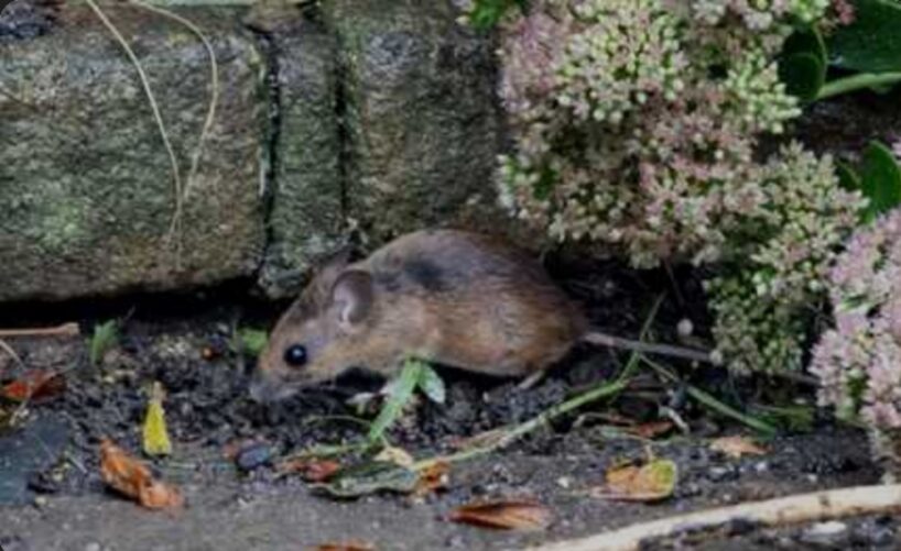 7 viltīgi veidi, kā peles iekļūst jūsu mājā, un kā tās apturēt
