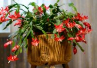 Novieto Ziemassvētku kaktusu vienā noteiktā vietā mājās, lai ziemā tas ziedētu vēl bagātīgāk un ilgāk