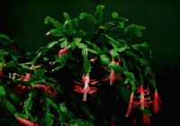 Ja ir apnicis Ziemassvētku kaktuss, tad šeit būs 10 svētku augi, kas ir lieliska alternatīva tam