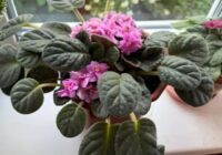 Sajaucu vienu paciņu šā līdzekļa ar ūdeni, un manas istabas puķes aug kā trakas – tropiska oāze uz palodzes ziemā Sajaucu vienu paciņu šā līdzekļa ar ūdeni, un manas istabas puķes aug kā trakas – tropiska oāze uz palodzes ziemā