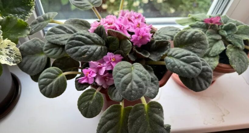 Sajaucu vienu paciņu šā līdzekļa ar ūdeni, un manas istabas puķes aug kā trakas – tropiska oāze uz palodzes ziemā