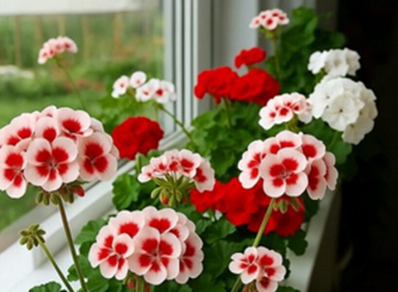 Pat ziemā manas pelargonijas krāšņi zied: dalos ar 5 vienkāršiem un pārbaudītiem mēslošanas līdzekļiem