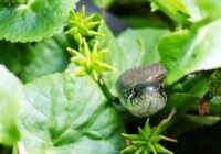 15 skaisti augi, kas var palīdzēt ”atbaidīt” čūskas un citus rāpuļus no jūsu mājas pagalma