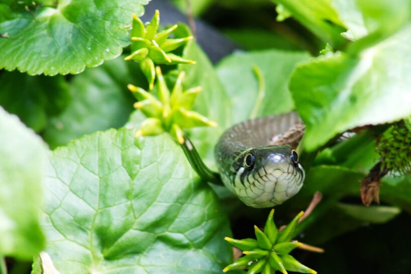 15 skaisti augi, kas var palīdzēt ”atbaidīt” čūskas un citus rāpuļus no jūsu mājas pagalma