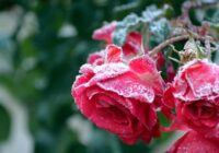 Zieds šajā dienā nav laba vēsts: laika un dabas zīmes 13. novembrim Zieds šajā dienā nav laba vēsts: laika un dabas zīmes 13. novembrim