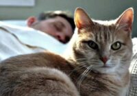 Kāpēc kaķis pēkšņi vairs neguļ kopā ar saimnieku Kāpēc kaķis pēkšņi vairs neguļ kopā ar saimnieku