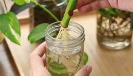 Kā padarīt augus spēcīgus un veselus: pielietoju šo uzlējumu, un rezultāts pārsteidza Kā padarīt augus spēcīgus un veselus: pielietoju šo uzlējumu, un rezultāts pārsteidza