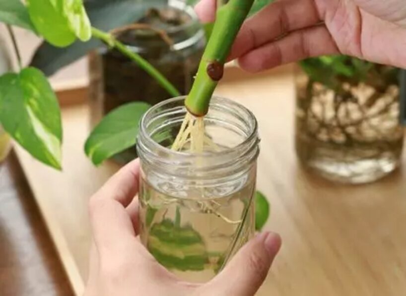 Kā padarīt augus spēcīgus un veselus: pielietoju šo uzlējumu, un rezultāts pārsteidza