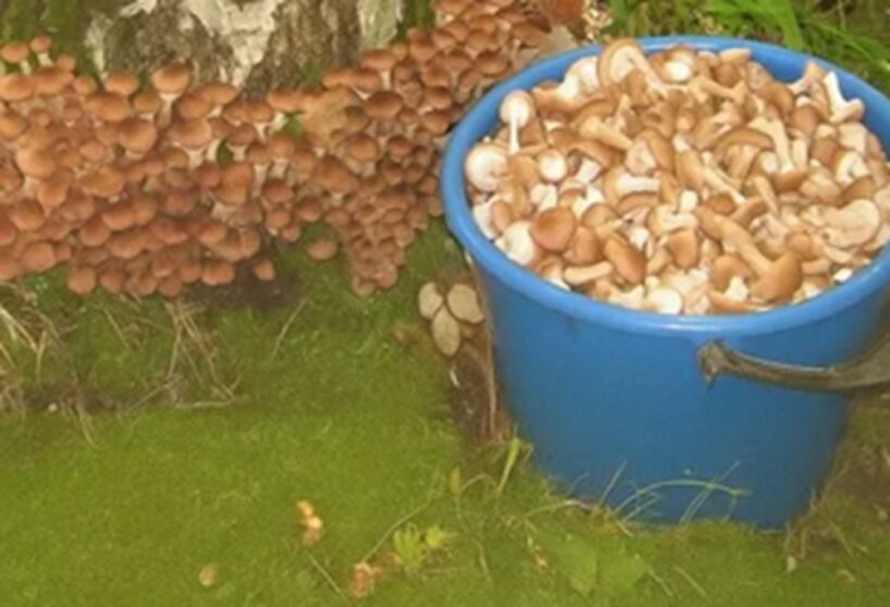 Gardās medus sēnes augs pat jūsu pagalmā — kā tās izaudzēt mājas apstākļos