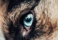 Neatkarīgie brīvdomātāji: 7 suņu šķirnes, kas grūti apmācāmas un maz pieķeras saviem saimniekiem Neatkarīgie brīvdomātāji: 7 suņu šķirnes, kas grūti apmācāmas un maz pieķeras saviem saimniekiem