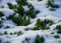 Ir pienācis īstais laiks sagatavot savu dārzu pirmajam sniegam – noskaidrosim kā to labāk izdarīt