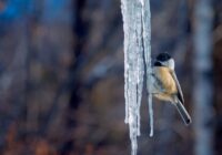 Stiprs sniegs un temperatūra nokritusies līdz -25°C: ko sagaidīt decembrim sākoties