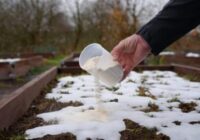Kā 1 glāze “miltu” nodrošina 17 kg mēslu efektu: Izklāju pat uz sniega, lai pavasarī zeme būtu labāka par melnzemi