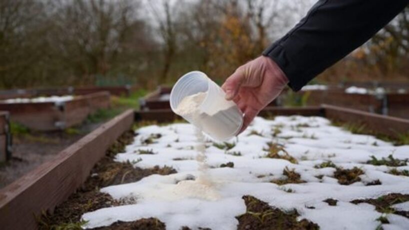 Kā 1 glāze “miltu” nodrošina 17 kg mēslu efektu: Izklāju pat uz sniega, lai pavasarī zeme būtu labāka par melnzemi