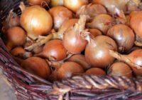 Nekad neglabājiet tur sīpolus: tie pārvērtīsies “putriņā”