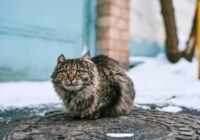 Tas sāksies 28. novembrī un ilgs 200 stundas pēc kārtas: sinoptiķi prognozē laikapstākļus