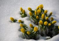 Ziema vēl pat nav sākusies, bet jau sola pavasari: sinoptiķi publicē prognozi 2026. gadam