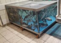 Vairs nepērku šādu zivju veidu: kuru labāk atstāt veikalā un kā izvēlēties svaigu — uzzināju nejaušā sarunā ar Daugavpils kasieri