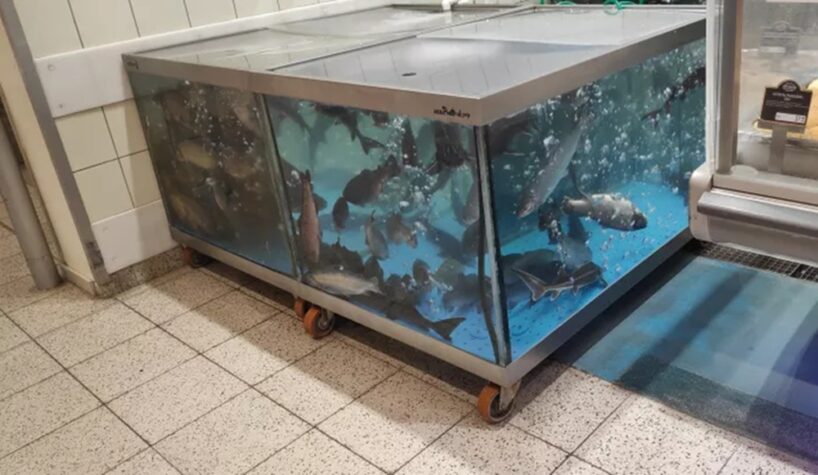 Vairs nepērku šādu zivju veidu: kuru labāk atstāt veikalā un kā izvēlēties svaigu — uzzināju nejaušā sarunā ar Daugavpils kasieri