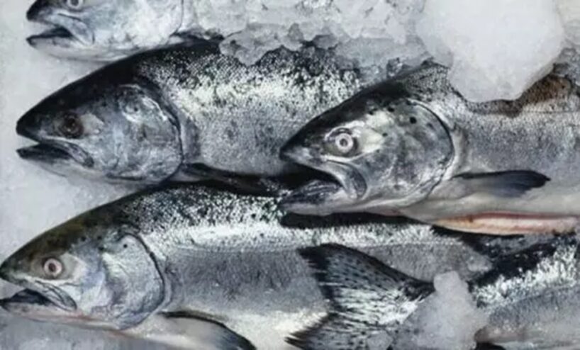 Kāpēc rozā lasis pēc atkausēšanas zaudē struktūru: stāsta pieredzējis zvejnieks no Alūksnes