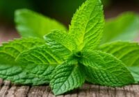 Pārtraucu žāvēt piparmētras ziemai: tagad izmantoju gudru metodi, lai saglabātu garšu un aromātu