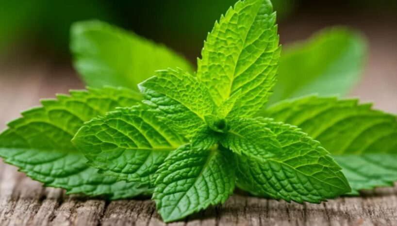 Pārtraucu žāvēt piparmētras ziemai: tagad izmantoju gudru metodi, lai saglabātu garšu un aromātu