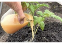 73 gadus vecs lauku vectēvs sniedza 7 padomus, ar ko aizstāt kūtsmēslus mēslošanai