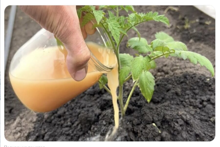 73 gadus vecs lauku vectēvs sniedza 7 padomus, ar ko aizstāt kūtsmēslus mēslošanai