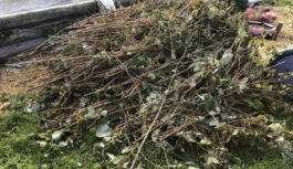 Nekad nededziniet aveņu zarus pēc apgriešanas: vienkāršākais veids, kā ziemas laikā tos pārvērst vērtīgā mēslojumā