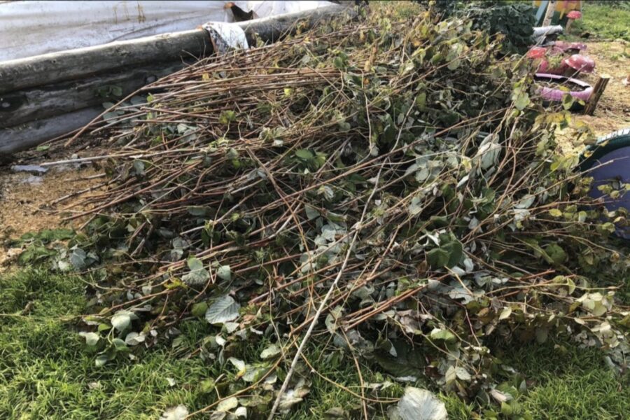 Nekad nededziniet aveņu zarus pēc apgriešanas: vienkāršākais veids, kā ziemas laikā tos pārvērst vērtīgā mēslojumā