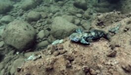 Krustugunīs starp dabu un iztiku: Baltijas jūras aizsardzības plāna revīzija