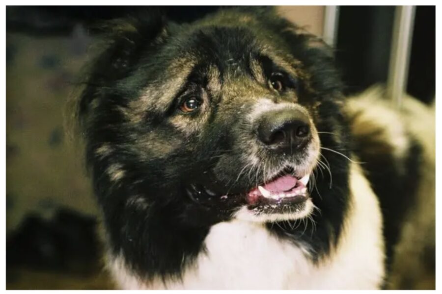 Kāpēc suns skatās acīs: ko tas nozīmē