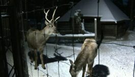 Ziemas burvība Rīgas dārzā: Izgaismotās takas un vakara piedzīvojumi