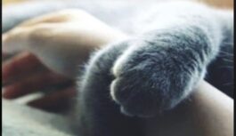 Kaķi neliek savas ķepiņas uz saimnieka rokas nejauši: kas slēpjas aiz šāda ieraduma Kaķi neliek savas ķepiņas uz saimnieka rokas nejauši: kas slēpjas aiz šāda ieraduma