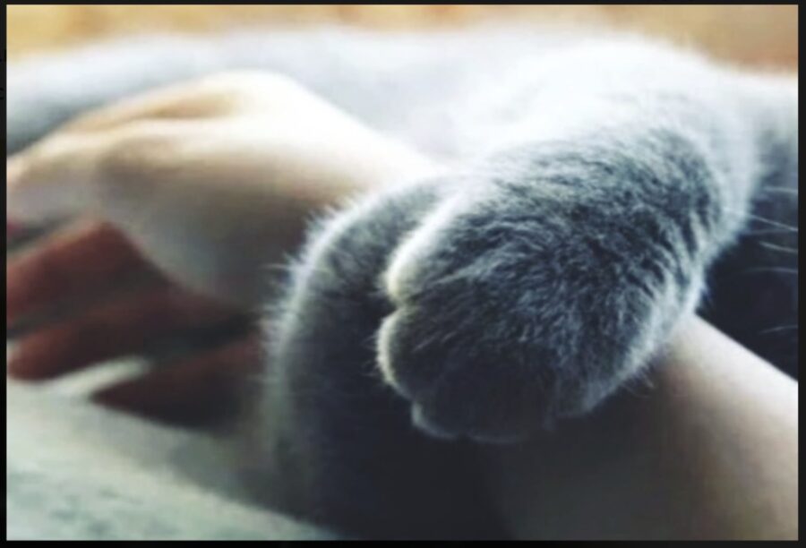 Kaķi neliek savas ķepiņas uz saimnieka rokas nejauši: kas slēpjas aiz šāda ieraduma