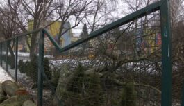 Noteikumi vētrā bojātu dižkoku novākšanai: kas jāzina īpašniekiem, lai netiktu pie soda