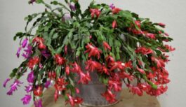 Ziemas brīnums uz jūsu palodzes: kā panākt bagātīgu ziemassvētku kaktusa ziedēšanu