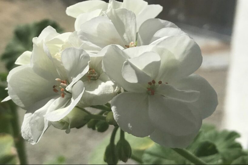 Zied nepārtraukti no aprīļa līdz oktobrim — 5 vienkārši ziedi: 2 no tiem jūs noteikti nezināt