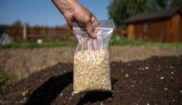 Karote graudu un nekādu mēslu Zeme auglīgāka par melnzemi, viss aug bez mēslojuma Karote graudu un nekādu mēslu Zeme auglīgāka par melnzemi, viss aug bez mēslojuma