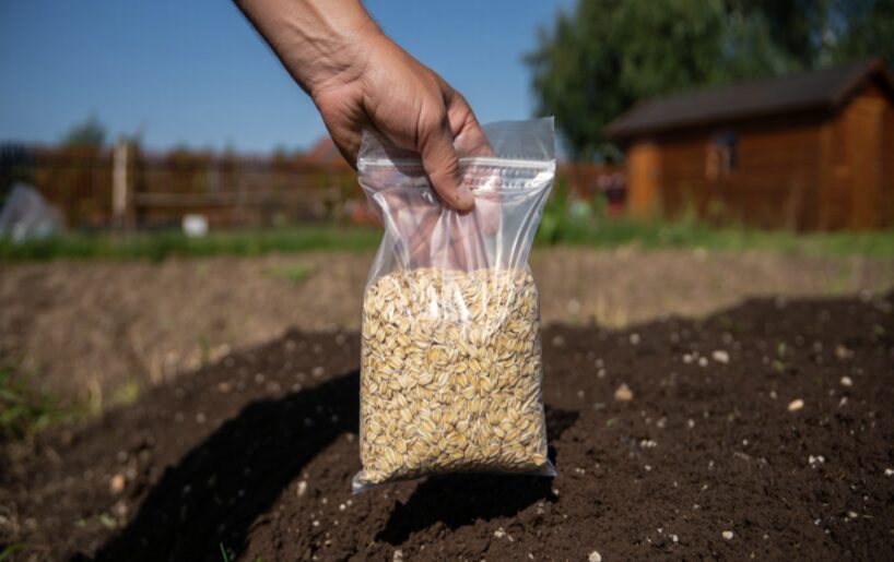 Karote graudu un nekādu mēslu Zeme auglīgāka par melnzemi, viss aug bez mēslojuma