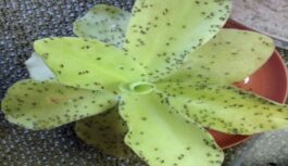 Kā es atbrīvojos no ziedu mušiņām uz visiem laikiem ar vienkāršu līdzekli Kā es atbrīvojos no ziedu mušiņām uz visiem laikiem ar vienkāršu līdzekli