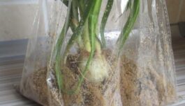 Ietaupīju kaudzi laika: tagad sīpolus audzēju tikai “pēc ārzemju” metodes maisiņos Ietaupīju kaudzi laika: tagad sīpolus audzēju tikai “pēc ārzemju” metodes maisiņos