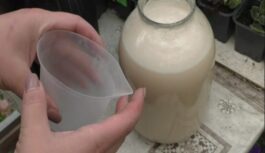 Laistiet telpaugus ar šo šķīdumu, un tie vienmēr būs zaļi, kupli un labi ziedēs Laistiet telpaugus ar šo šķīdumu, un tie vienmēr būs zaļi, kupli un labi ziedēs