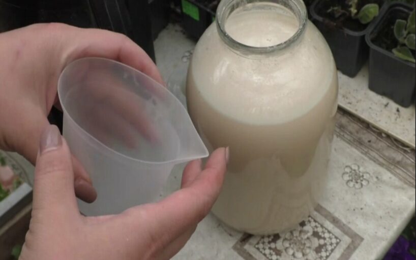 Laistiet telpaugus ar šo šķīdumu, un tie vienmēr būs zaļi, kupli un labi ziedēs