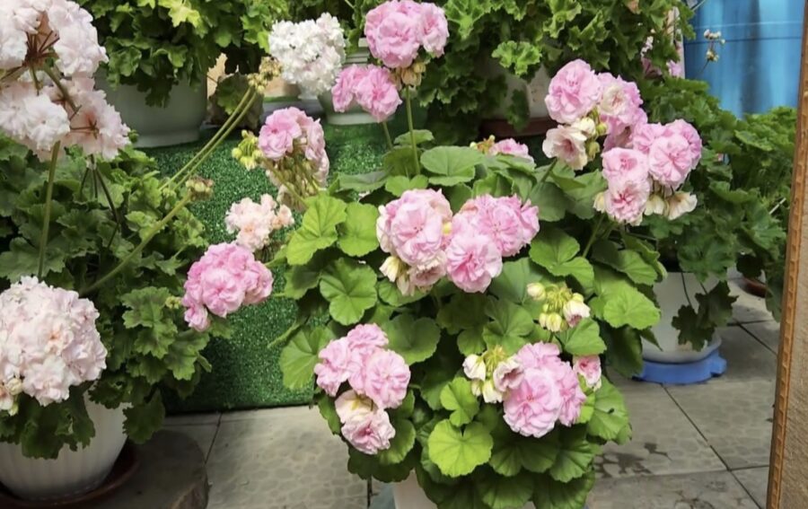 Izmetu visas pelargonijas, kad uzzināju, kādas vājības tās nes ģimenei – visa patiesība par viltīgo ziedu