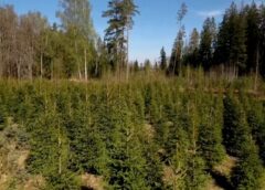 No slīkšanas līdz triumfam: kāpēc šī vasara bija “sapņu gads” eglēm