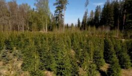 No slīkšanas līdz triumfam: kāpēc šī vasara bija “sapņu gads” eglēm