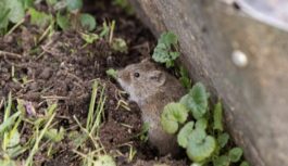 Ieraugot tos, peles aizmuks pie kaimiņiem: 7 augi, kas aizdzīs grauzējus no zemesgabala- 2026. gadā jāstāda obligāti